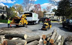 Best Tree and Shrub Care  in Lockeford, CA