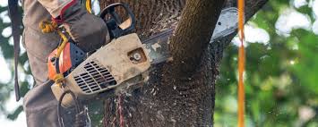 Best Lawn Irrigation Installation and Maintenance  in Lockeford, CA