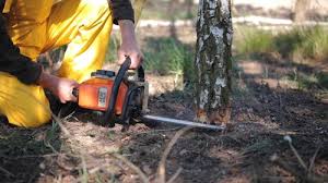 Best Lawn Pest Prevention  in Lockeford, CA